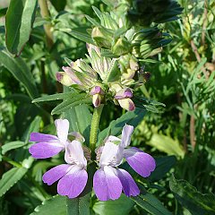 collinsia heterophylla